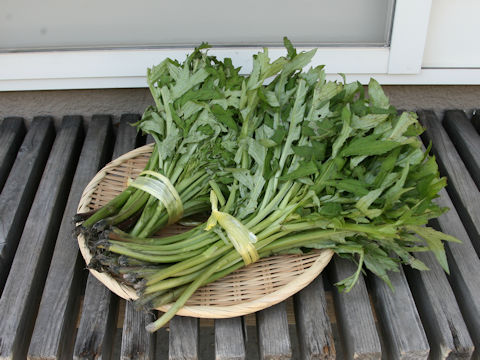 Cirsium inundatum