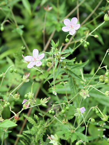 Geranium krameri