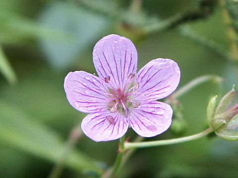 Geranium krameri