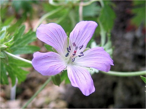 Geranium krameri