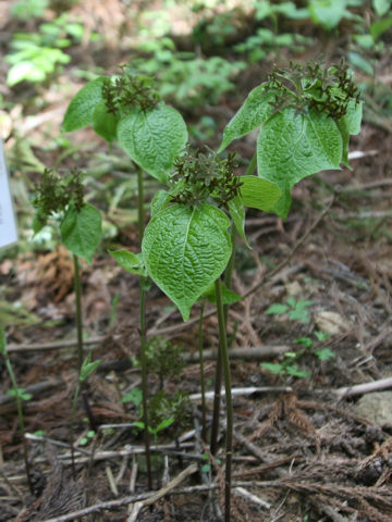 Cynanchum magnificum