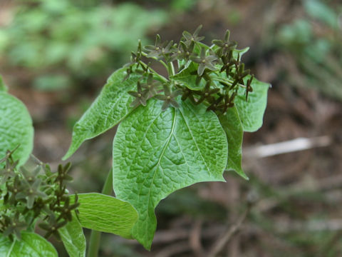 Cynanchum magnificum