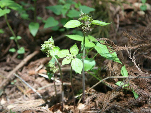 Cynanchum magnificum