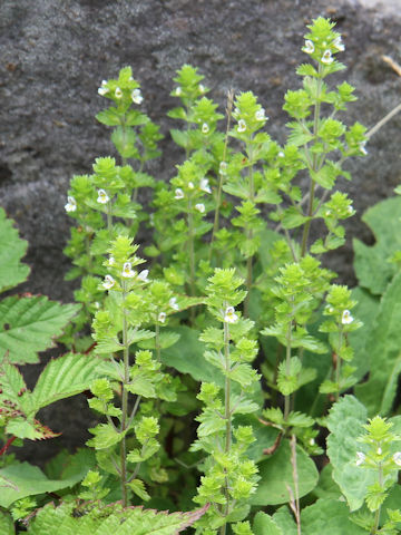 Euphrasia maximowiczii