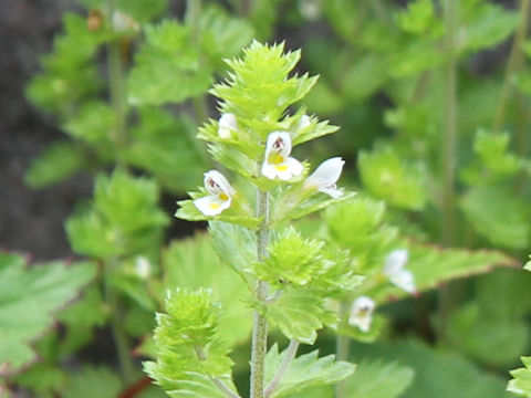 Euphrasia maximowiczii