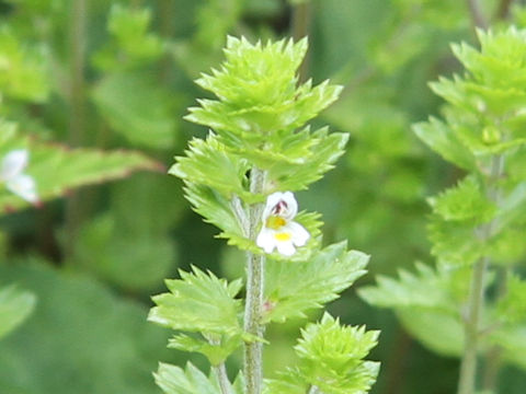 Euphrasia maximowiczii