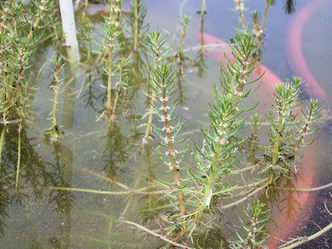 Myriophyllum ussuriense