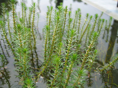 Myriophyllum ussuriense