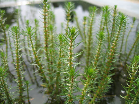 Myriophyllum ussuriense