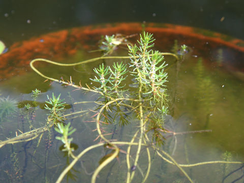 Myriophyllum ussuriense