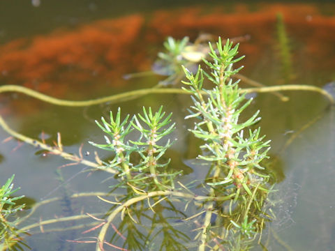 Myriophyllum ussuriense