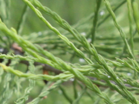 Taxodium ascendens