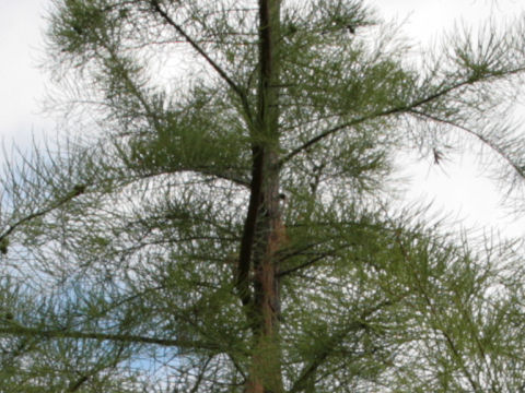 Taxodium ascendens