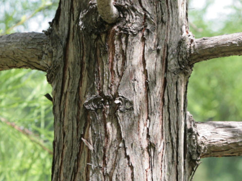 Taxodium ascendens