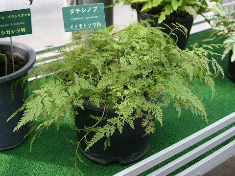 Onychium japonicum