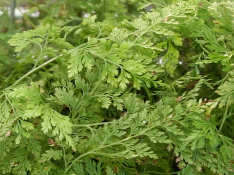 Onychium japonicum