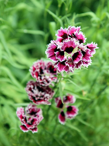 Dianthus plumarius cv. Velvet'n Lace