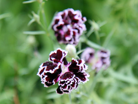 Dianthus plumarius cv. Velvet'n Lace