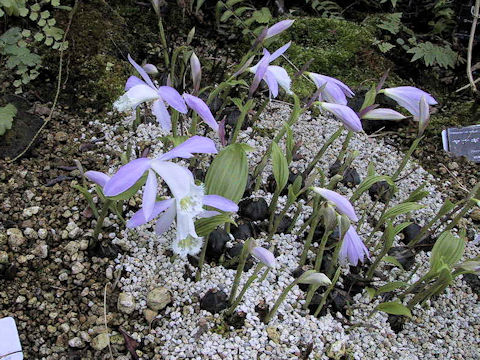 Pleione formosana