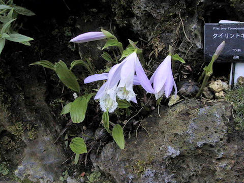 Pleione formosana