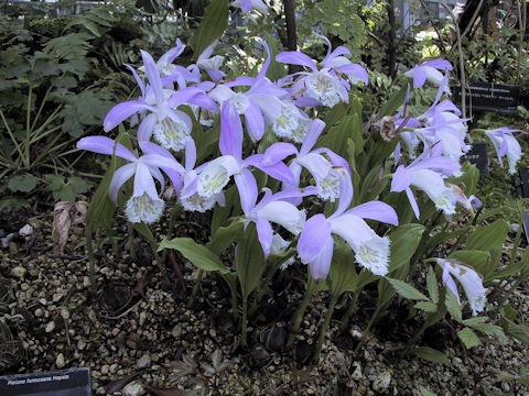 Pleione formosana