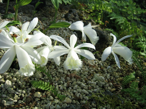 Pleione formosana