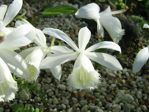 Pleione formosana