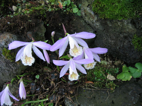 Pleione formosana