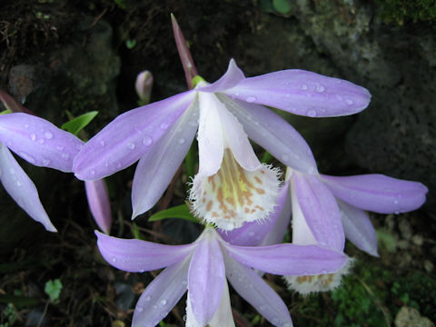 Pleione formosana