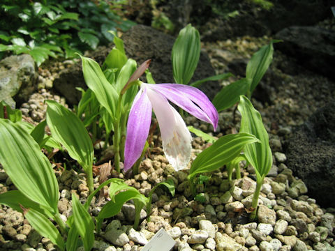 Pleione formosana