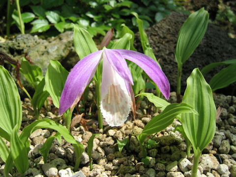 Pleione formosana