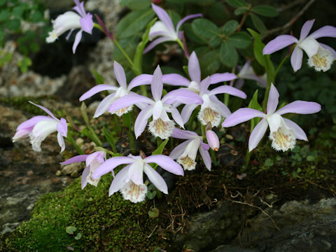 Pleione formosana