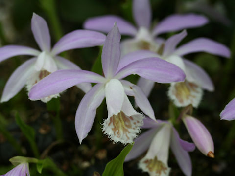 Pleione formosana