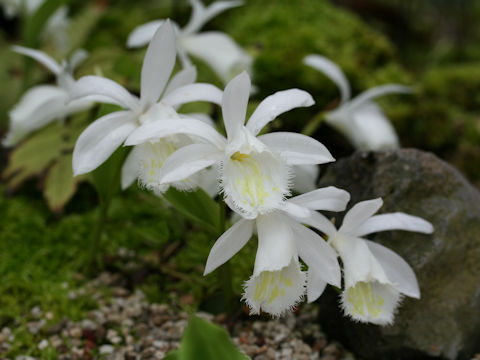 Pleione formosana