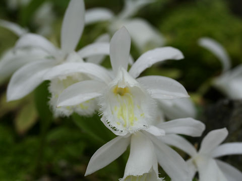 Pleione formosana