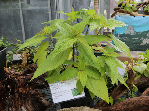 Boehmeria formosana