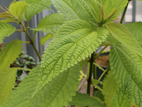 Boehmeria formosana