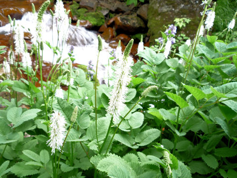 Sanguisorba stipulata