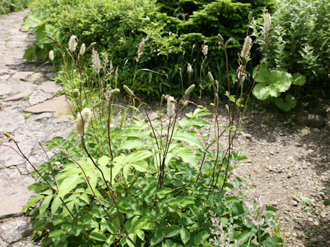 Sanguisorba stipulata