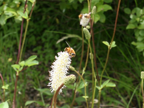 Sanguisorba stipulata