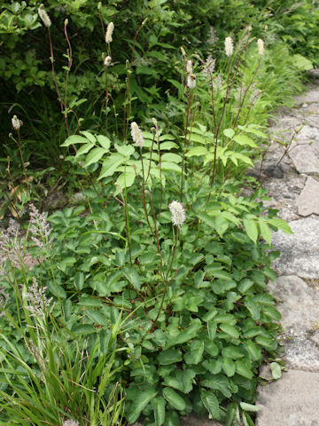 Sanguisorba stipulata