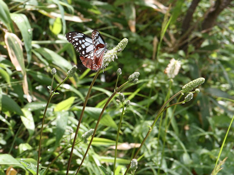 Sanguisorba stipulata