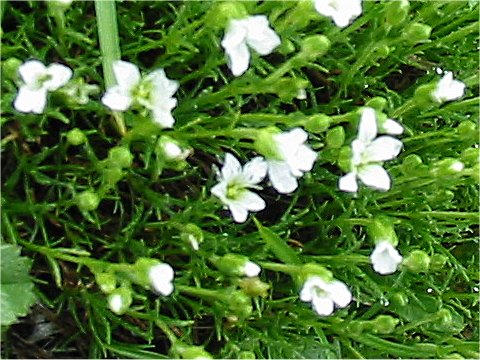 Minuartia arctica var. hondoensis