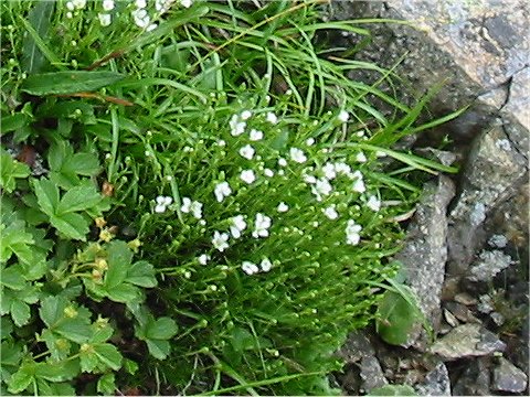 Minuartia arctica var. hondoensis