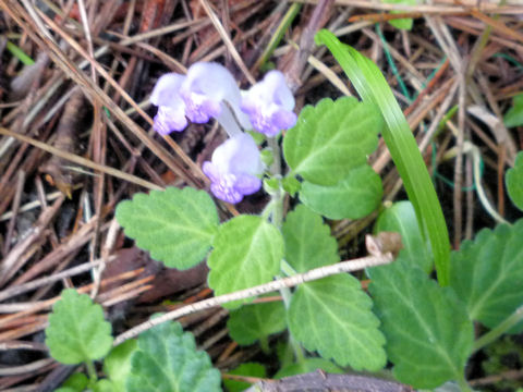 Scutellaria indica