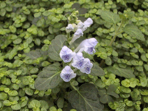 Scutellaria indica