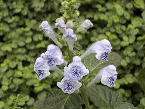 Scutellaria indica