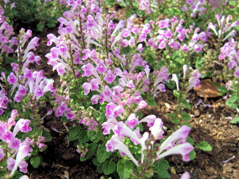 Scutellaria indica