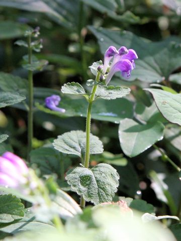 Scutellaria indica