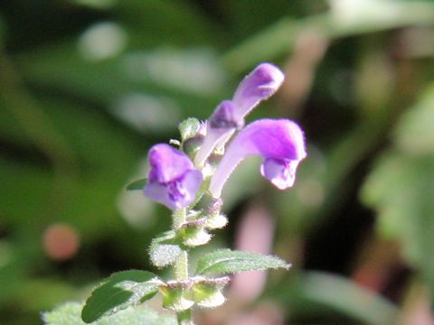 Scutellaria indica